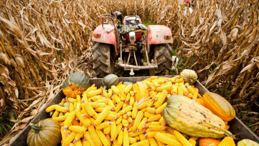 Tlo se otvorilo pod traktorom dok je brao kukuruz