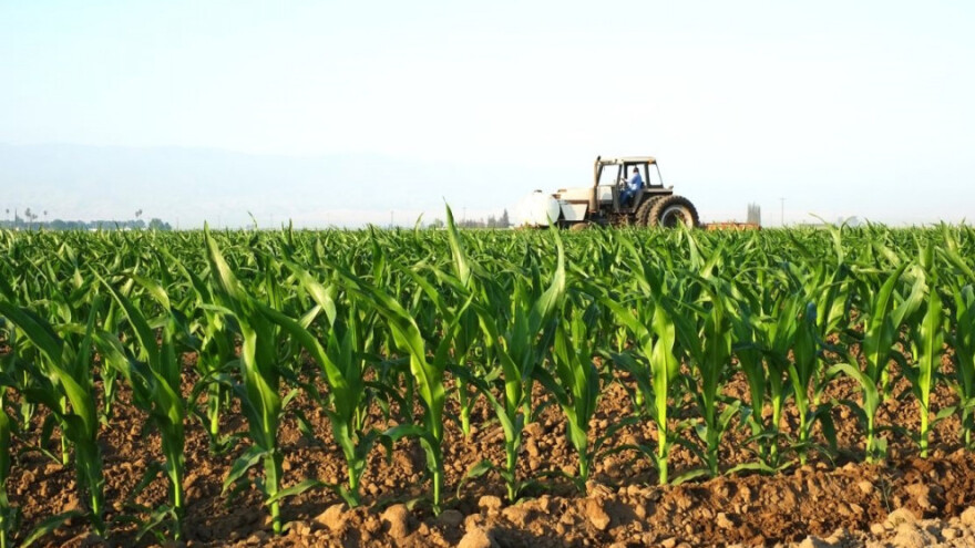 Izaberite najselektivniji herbicid za kukuruz!