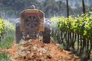 Vinograd bez plamenjače i pepelnice!