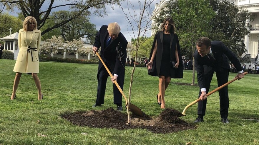 Sećate li se hrasta kitnjaka koji su zajedno posadili Tramp i Makron? Osušio se