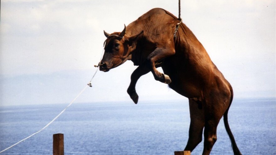 Životinje zbog stresnog transporta podložnije zarazama i bolestima?