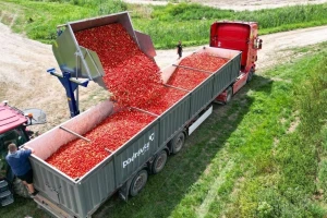 Kako je u samo godinu dana udvostručena proizvodnja rajčice u Hrvatskoj?