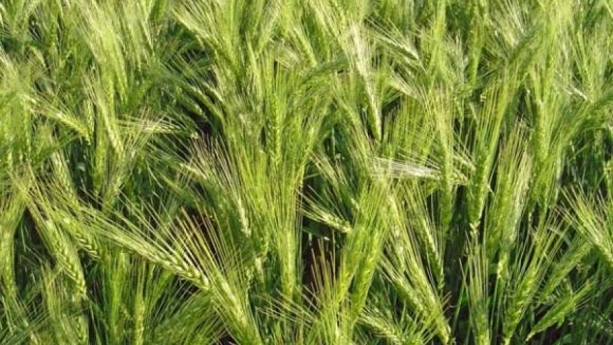 Pet milijuna kuna za klastere