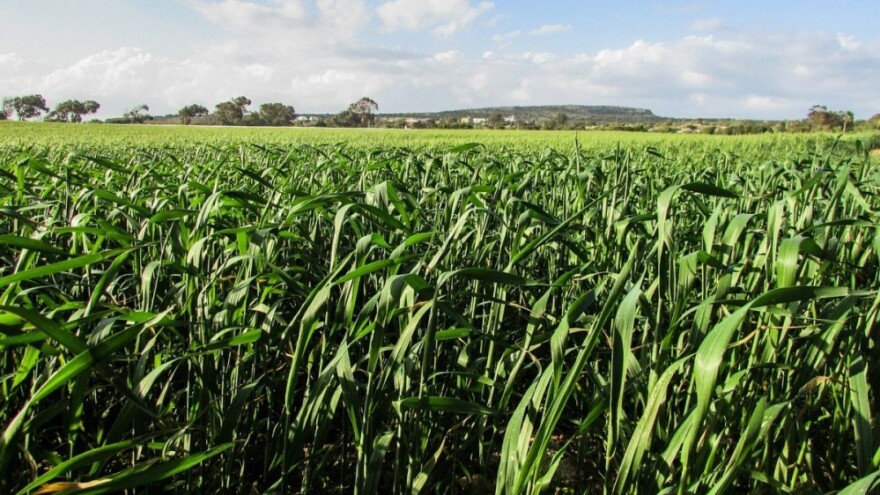 Postrna sjetva - što i kako posijati?