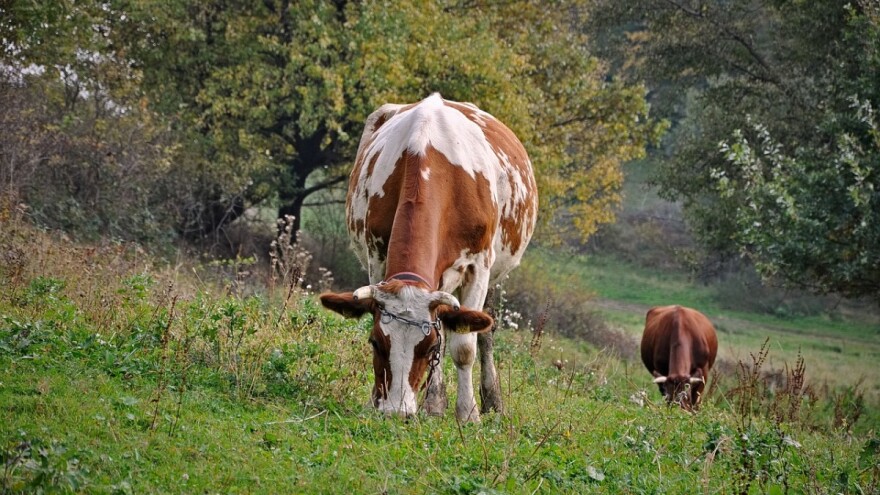 Trave dobar izvor hraniva, ali oprezno - moguće je trovanje