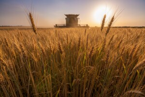 Travni korovi u vrijeme žetve žitarica