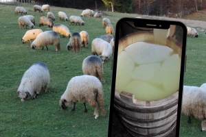 Travnički sir i službeno zaštićen: Kako prepoznati original?