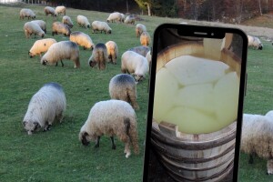 Travnički sir i službeno zaštićen: Kako prepoznati original?
