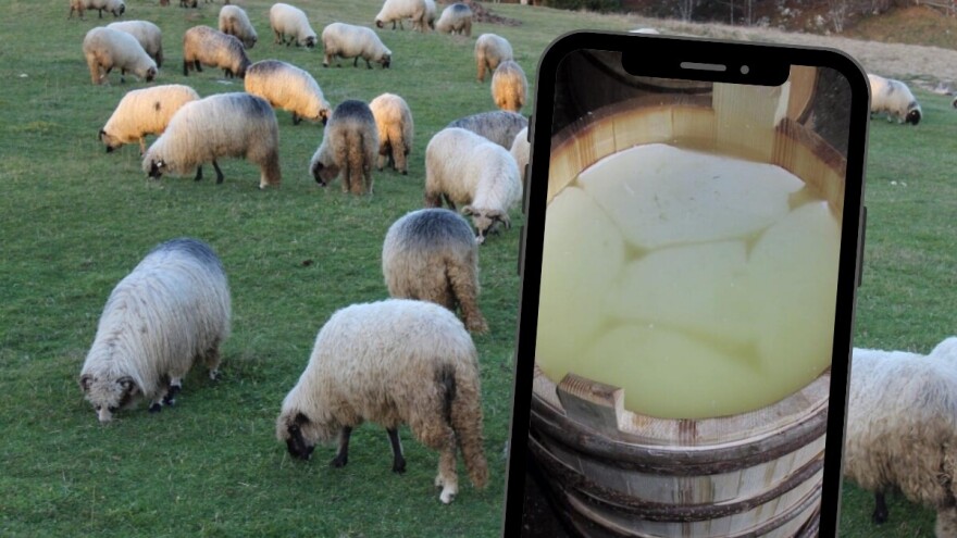 Travnički sir i službeno zaštićen: Kako prepoznati original?