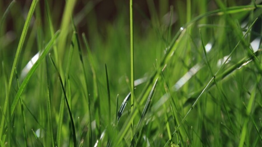 Krajnji rokovi za sjetvu djetelinsko travnih smjesa