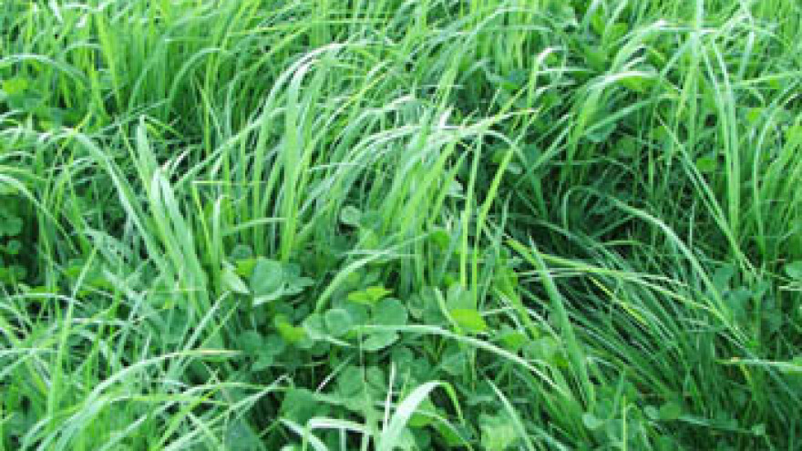 Priprema travnjaka za ulazak u zimu