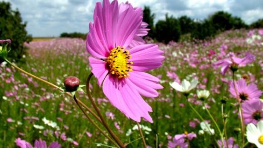 Gnojivo iz Iloka ozelenjuje Afriku