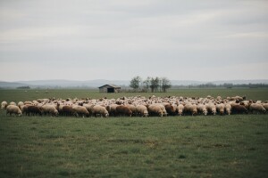 Traži pastira, bez uvjeta, plaća je 2500 kuna, a nitko ne želi!