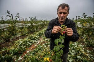 Traži se početna cena maline od 2,3 evra