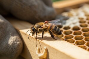 Traži se superpčela 2.0!