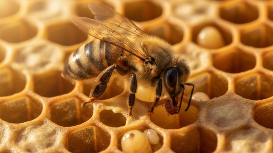 Traži se superpčela 2.0!