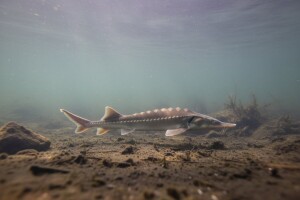 Traži se zabrana izlova kečige na najmanje pet godina