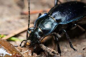 Trčci su većinom korisni insekti, ali žitni bauljar pravi štete na klasovima