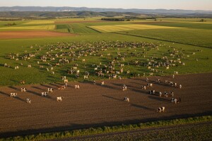 Treba im hektar zemlje po kravi
