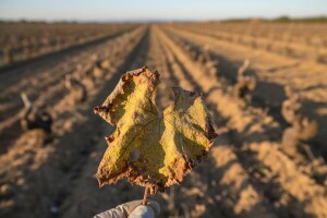 Treba iskrčiti vinograde zaražene infektivnom žuticom