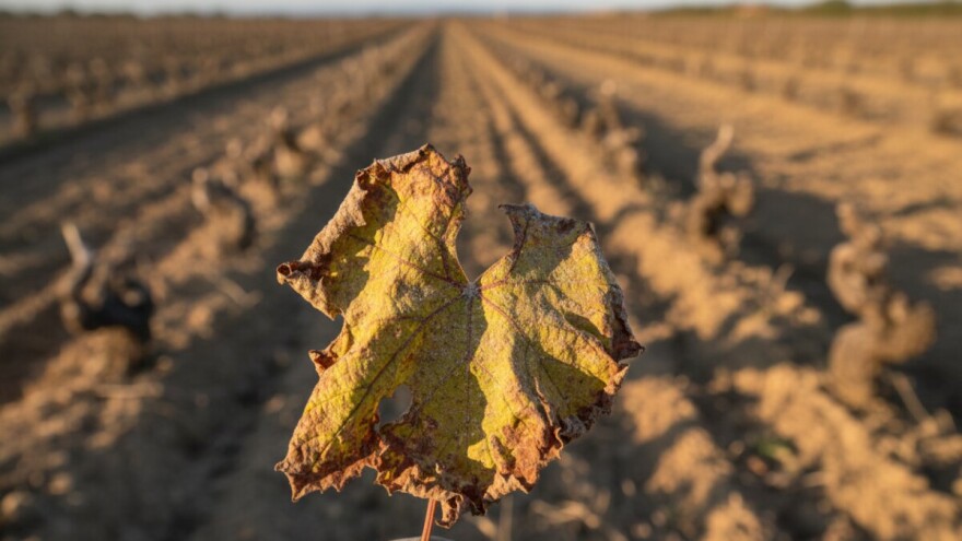Treba iskrčiti vinograde zaražene infektivnom žuticom