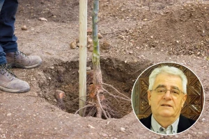 Manje oborina u ožujku? Krenite sa sadnjom loznih cijepova i mladih voćki