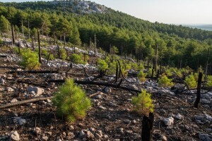Treba li ukinuti naknadu za korištenje općekorisnih funkcija šuma?