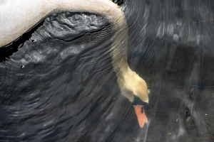 Treći slučaj ptičje gripe u Hrvatskoj, virus H5N1 stigao i u Pisarovinu