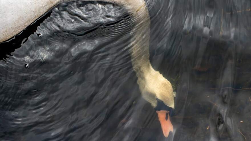 Treći slučaj ptičje gripe u Hrvatskoj, virus H5N1 stigao i u Pisarovinu