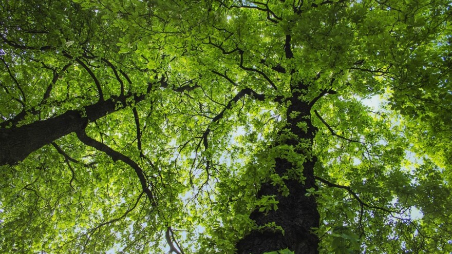 Izmjena natječaja za provedbu tipa operacije 8.5.1