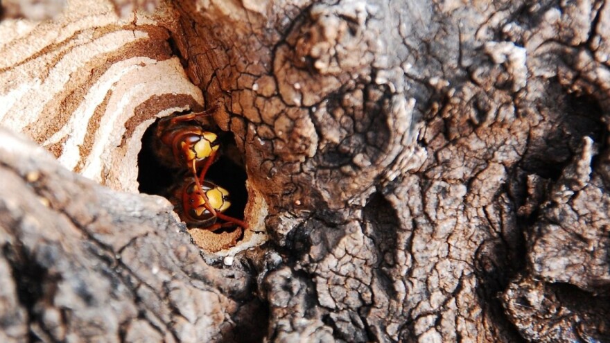 Drvosječa preživio 67 uboda stršljenova!