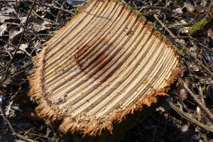 Posječena i otuđena stabla, iz dva traktora istočio gorivo i ukrao akumulatore