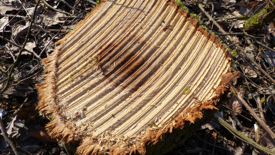 Posječena i otuđena stabla, iz dva traktora istočio gorivo i ukrao akumulatore