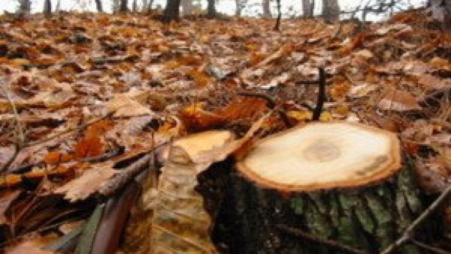 Drvo - naš strateški prioritet