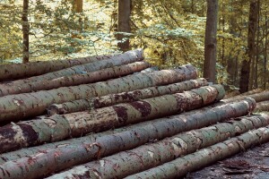 Izvoz trupaca i ogrjevnog drveta se ne zaustavlja, a drvoprerađivačima fali sirovine
