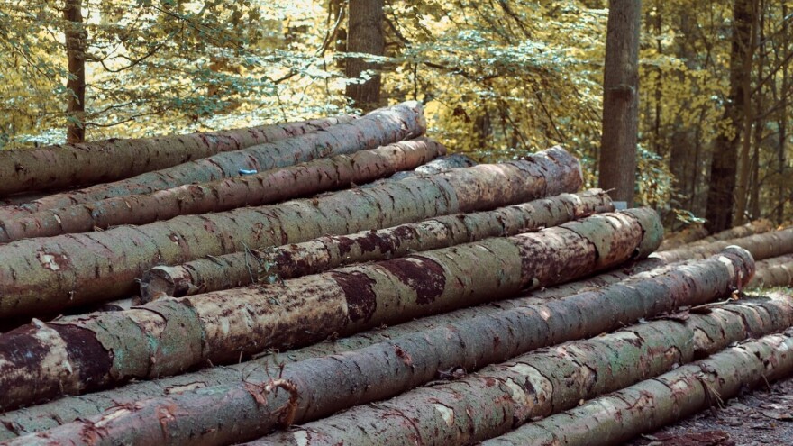 Izvoz trupaca i ogrjevnog drveta se ne zaustavlja, a drvoprerađivačima fali sirovine