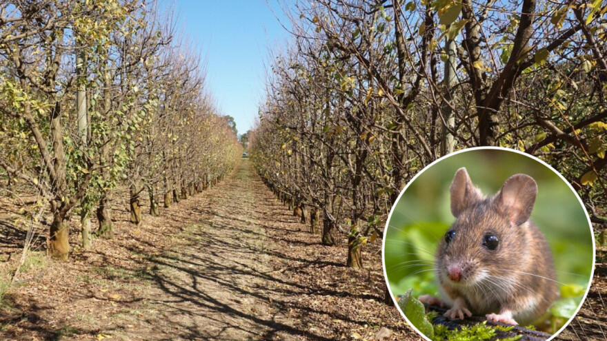 Sunčano sve do kraja nedelje: Zaštite stabla voćaka od glodara