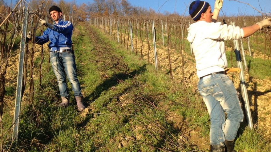 Pozivaju se voćari na stručni trening i praktičnu vježbu na OPG-u u Guberu
