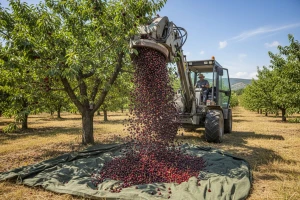 Tresačica "obere" marašku za 2 sekunde