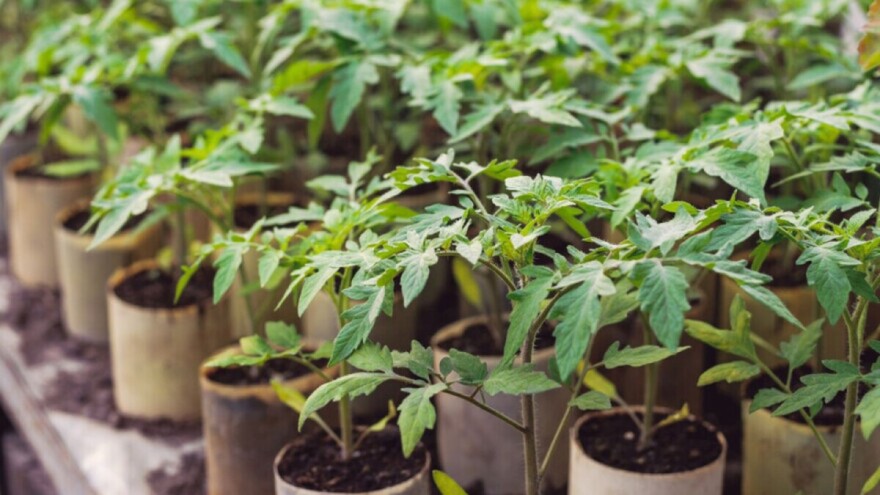 Tresetna mahovina se koristi i kod uzgoja rasada - apsorbuje vodu i hranljive materije