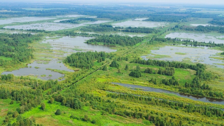 U tresetnim tlima se može pohraniti dvostruko više ugljika nego u šumama