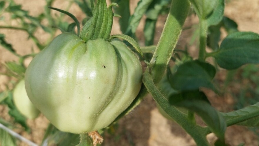 Tresetna mušica napada i paradajz - jednom kada se pojavi u povrtnjaku, nije ju lako suzbiti