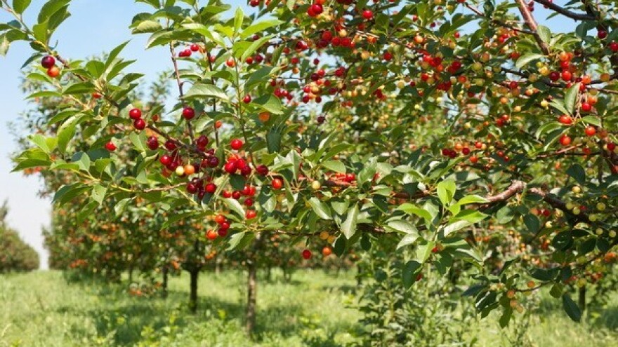 Srbija izgubila čitav urod trešanja i jagoda