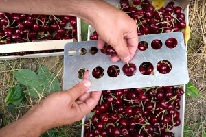 Trešnja iz Italije upisana u Ginisovu knjigu rekorda - nosi titulu najteže
