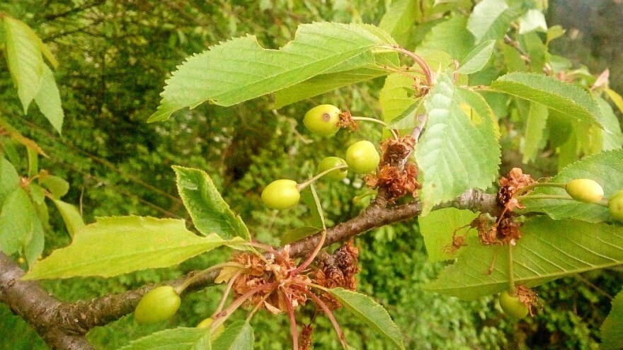 Zaštitite trešnju od muve, sirće suzbilo i šljivinu osu