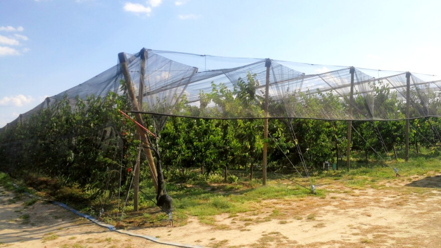 Savremeni sistemi gajenja trešnje i njena rezidba
