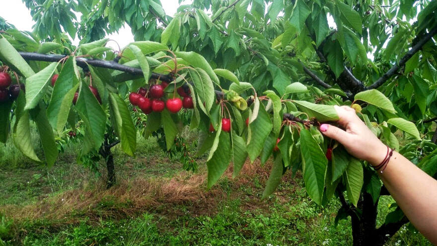 Trešnjina muva hrani se unutrašnjošću ploda - načini suzbijanja?