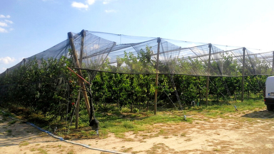 Uskoro treba orezati trešnju: Kako to izvesti?