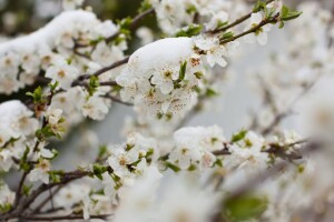 Voćari - zaštitite svoje voćke od niskih temperatura!