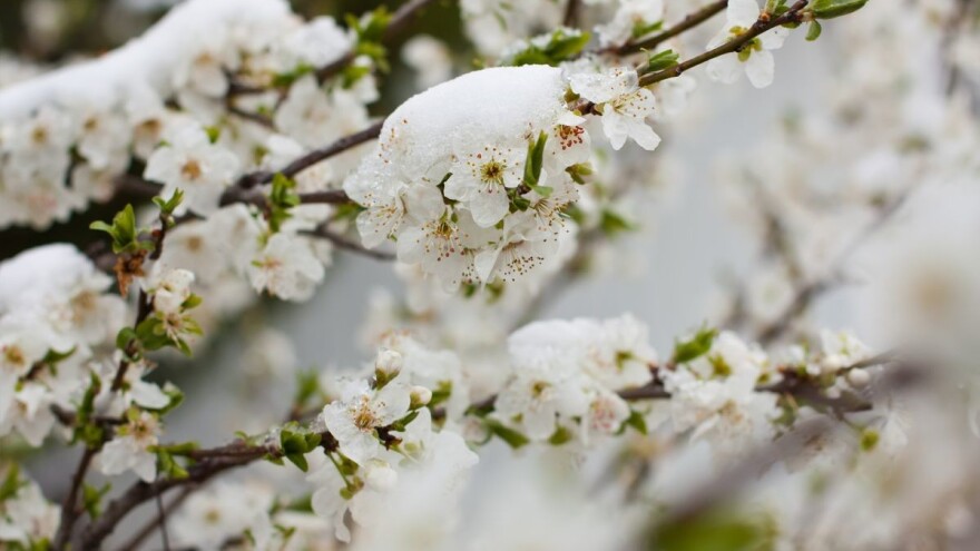 Voćari - zaštitite svoje voćke od niskih temperatura!